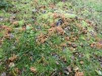 Kleiner Rausportintling, Foto 7
