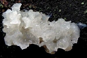 Kleinsporiger Zitterling, Foto 1