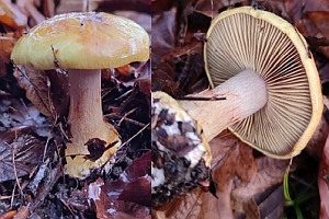Kleinsporiger Pracht-Klumpfuß, Foto 1