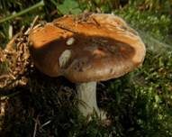 Knolliger Schleierritterling, Foto 25