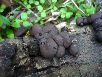 Birnen Holzkohlenpilz, Foto 2
