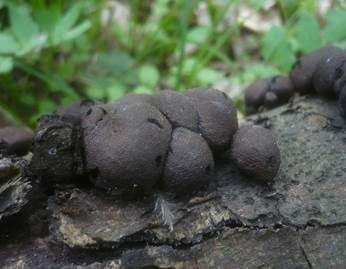 Birnen Holzkohlenpilz, Foto 4