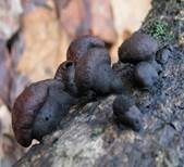 Birnen Holzkohlenpilz, Foto 6