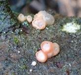 Kraterpilz, Foto 10