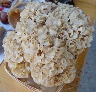 Krause Glucke, Foto 2