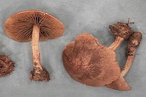 Kugelsporiger Flämmling, Foto 1
