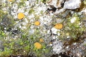 Kugelsporiger Lehmbecherling, Foto 1
