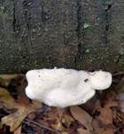 Kurzröhriger Saftporling, Foto 20