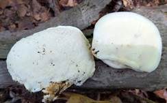Kurzröhriger Saftporling, Foto 22