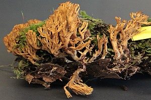 Kurzsporige Koralle, Foto 1