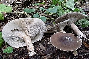 Kurzstieliger Weichritterling, Foto 1