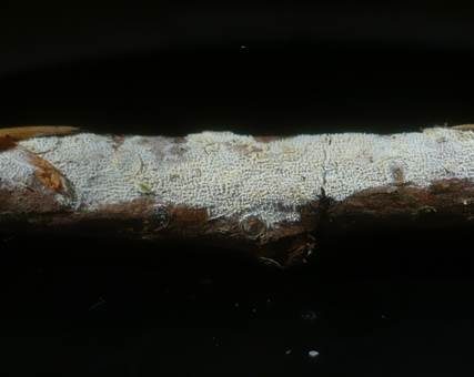 Kurzzahniger Fadenstachelpilz, Foto 2
