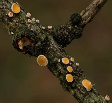 Lärchen-Haarbecherchen, Foto 2