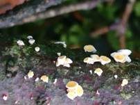 Lärchen-Haarbecherchen, Foto 11