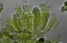 Lärchen-Milchling, Foto 30