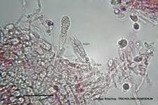 Lästiger Ritterling, Foto 18