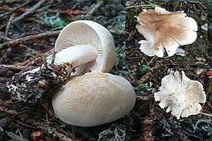 Lästiger Ritterling, Foto 1