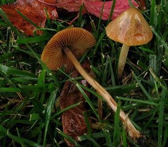 Lederblasses Samthäubchen, Foto 2
