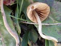Lederblasses Samthäubchen, Foto 6