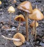Lederblasses Samthäubchen, Foto 8