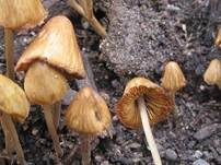 Lederblasses Samthäubchen, Foto 9
