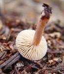 Lederbrauner Milchling, Foto 6