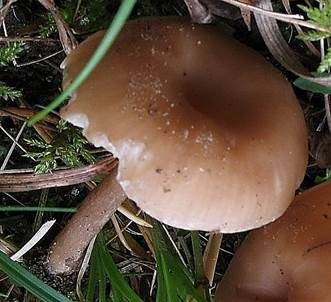 Ledergelber Nabeling, Foto 4