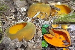 Leuchtender Prachtbecherling, Foto 1