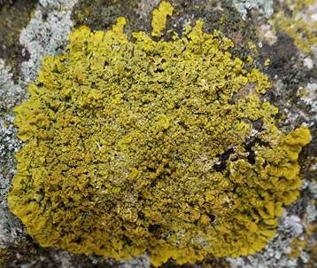 Leuchterflechte, Foto 4
