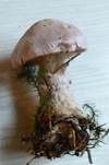 Lila Dickfuß, Foto 38