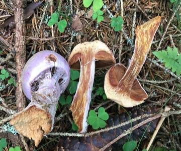 Lila Dickfuß, Foto 6