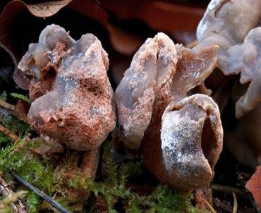 Lorchel-Schimmel, Foto 2