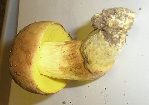 Mährischer Filzröhrling, Foto 2