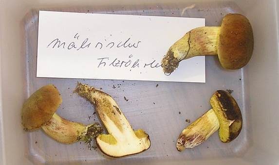Mährischer Filzröhrling, Foto 3