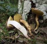 Mährischer Filzröhrling, Foto 4