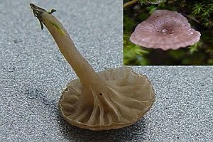 Mauernabeling, Foto 1