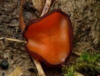 Menningfarbiger Borstling, Foto 7