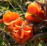 Menningfarbiger Borstling, Foto 11