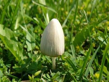 Milchweißes Samthäubchen, Foto 3