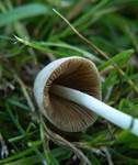 Milchweißes Samthäubchen, Foto 10