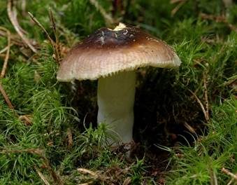 Milder Wachstäubling, Foto 4