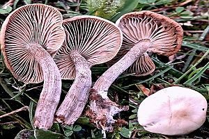 Blassblättriger Fälbling, Foto 1