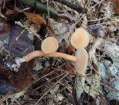 Blassblättriger Lacktrichterling, Foto 6