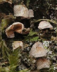 Moos-Flaumschälchen, Foto 4
