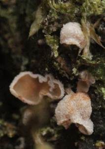 Moos-Flaumschälchen, Foto 5