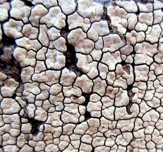 Mosaikschichtpilz, Foto 5