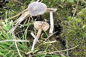 Nacktfüßiger Rötling, Foto 1