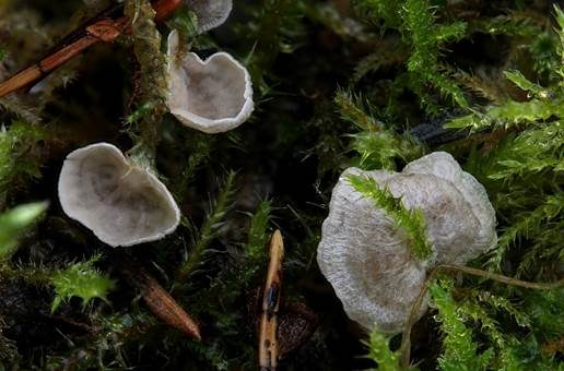 Blasser Adermoosling, Foto 2