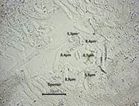 Blasser Adermoosling, Foto 21