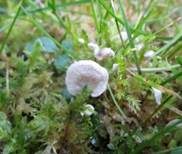 Blasser Adermoosling, Foto 10